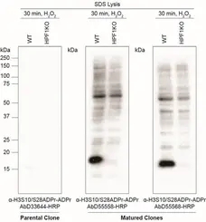 anti H3-S10-ADP-RIBOSE Antibody, clone AbD55558 gallery image 1