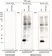 anti H3-S10-ADP-RIBOSE Antibody, clone AbD55558 thumbnail image 1