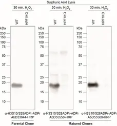 anti H3-S10-ADP-RIBOSE Antibody, clone AbD55558 gallery image 2