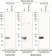 anti H3-S10-ADP-RIBOSE Antibody, clone AbD55558 thumbnail image 2