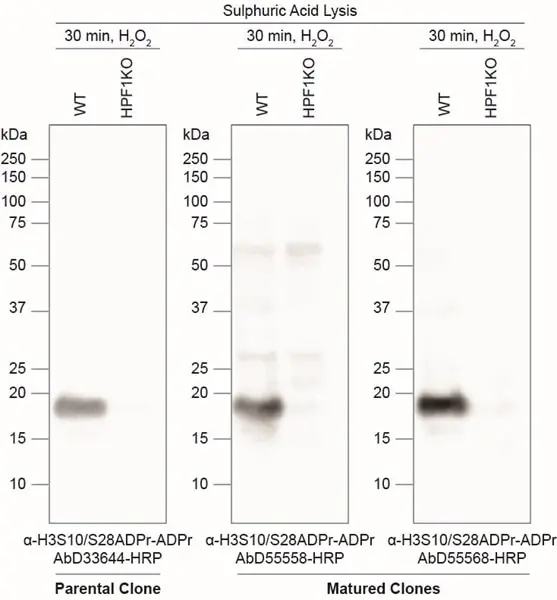 anti H3-S10-ADP-RIBOSE Antibody, clone AbD55558 gallery image 2