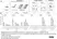 anti H3-S10-ADP-RIBOSE Antibody, clone AbD55558 thumbnail image 3