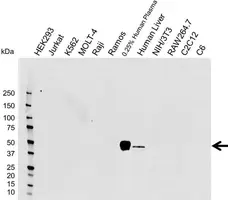 Anti Haptoglobin Antibody, clone E04-6H5 (PrecisionAb Monoclonal Antibody) gallery image 1