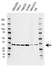 Anti HAX1 Antibody, clone AB03/4C6 (PrecisionAb Monoclonal Antibody) thumbnail image 1