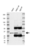Anti HAX1 Antibody, clone AB03/4C6 (PrecisionAb Monoclonal Antibody) thumbnail image 2
