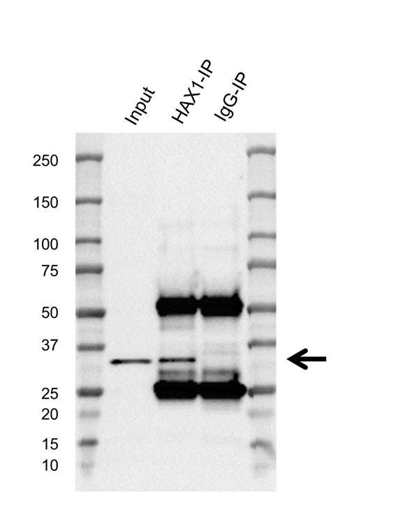 Anti HAX1 Antibody, clone AB03/4C6 (PrecisionAb Monoclonal Antibody) gallery image 2