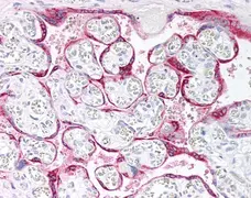 Anti hCG (Alpha 2 Epitope) Antibody, clone INN-hFSH 100 gallery image 1