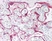 Anti hCG (Alpha 2 Epitope) Antibody, clone INN-hFSH 100 thumbnail image 1