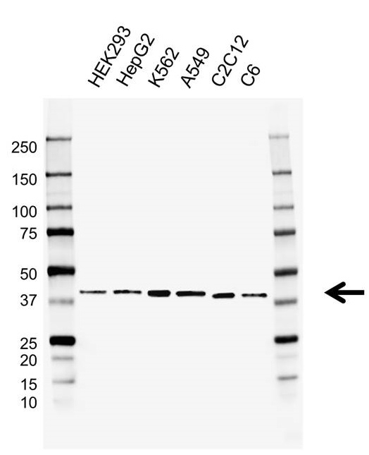 Anti HDGF Antibody, clone AB03/3H6 (PrecisionAb Monoclonal Antibody) gallery image 1