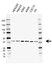 Anti HDGF Antibody, clone AB03/3H6 (PrecisionAb Monoclonal Antibody) thumbnail image 1