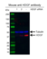 Anti HDGF Antibody, clone AB03/3H6 (PrecisionAb Monoclonal Antibody) thumbnail image 2
