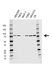 Anti Heat Shock 70 Kda Protein 5 Antibody, clone CD01/1A7 (PrecisionAb Monoclonal Antibody) thumbnail image 1