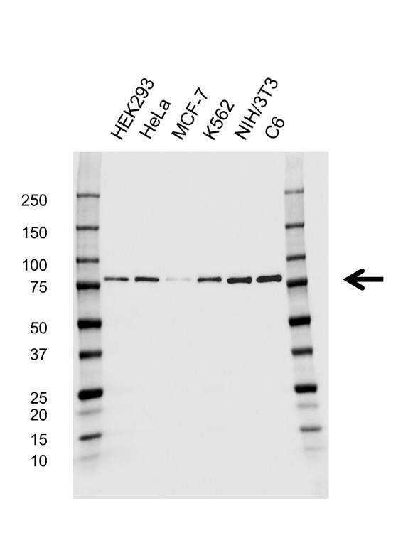 Anti Heat Shock 70 Kda Protein 5 Antibody, clone CD01/1A7 (PrecisionAb Monoclonal Antibody) gallery image 1