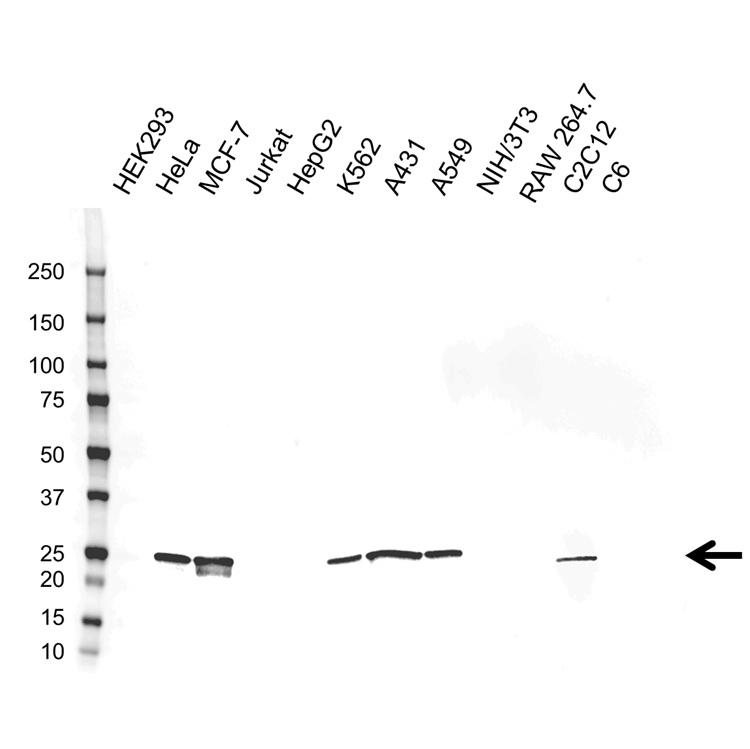 Anti Heat Shock Protein 27 Antibody, clone CPTC9 (PrecisionAb Monoclonal Antibody) gallery image 1