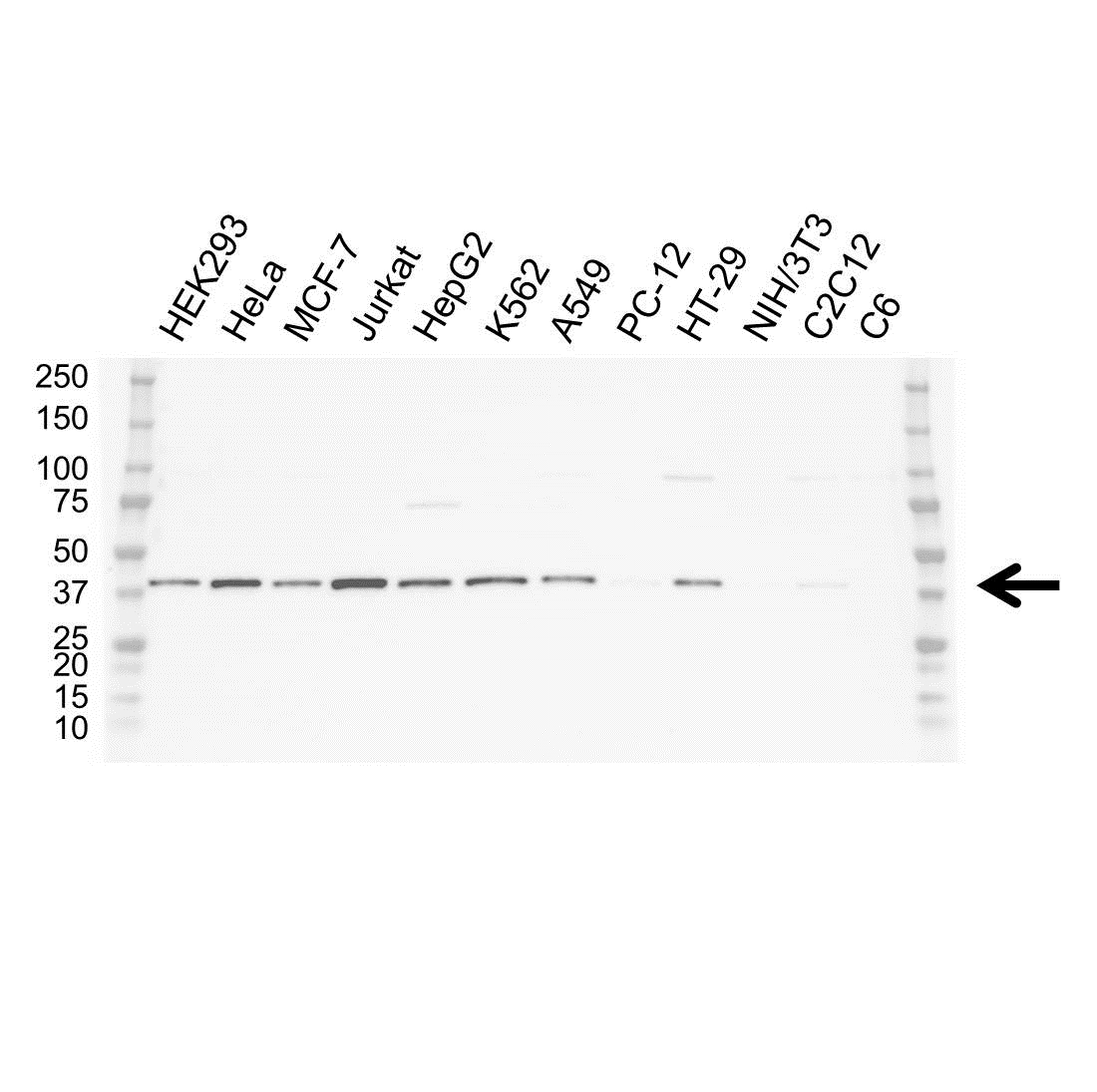 Anti Heat Shock Protein 40 Antibody, clone OTI1E9 (PrecisionAb Monoclonal Antibody) gallery image 1