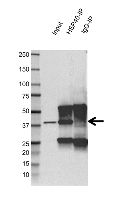 Anti Heat Shock Protein 40 Antibody, clone OTI1E9 (PrecisionAb Monoclonal Antibody) gallery image 3