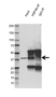 Anti Heat Shock Protein 40 Antibody, clone OTI1E9 (PrecisionAb Monoclonal Antibody) thumbnail image 3