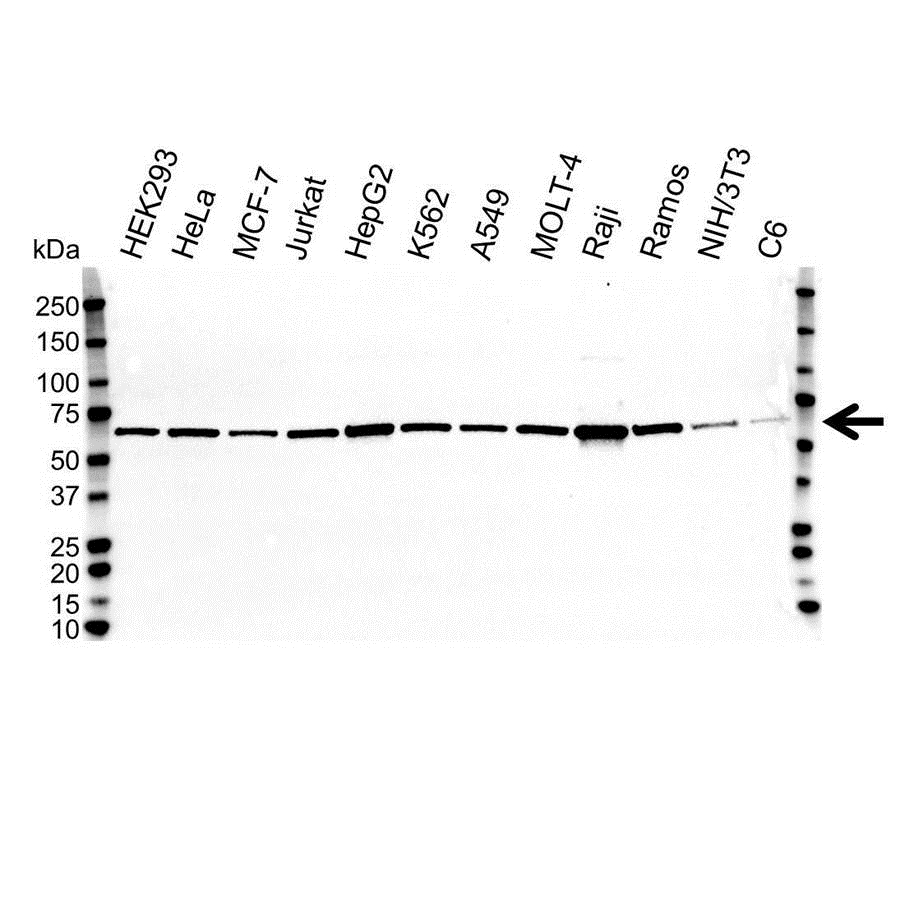 Anti Heat Shock Protein 60 Antibody, clone 2E4 (PrecisionAb Monoclonal Antibody) gallery image 1