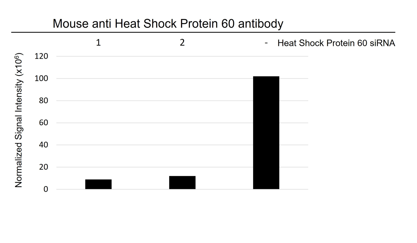 Anti Heat Shock Protein 60 Antibody, clone 2E4 (PrecisionAb Monoclonal Antibody) gallery image 4