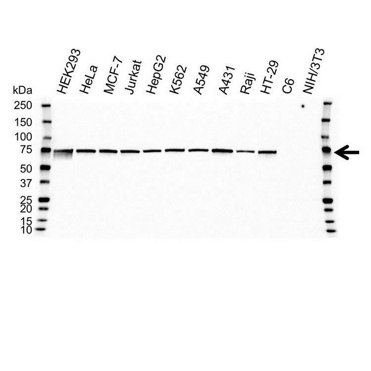 Anti Heat Shock Protein 70 Antibody, clone 40000000 (PrecisionAb Monoclonal Antibody) gallery image 1