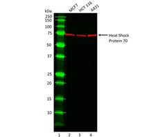 Anti Heat Shock Protein 70 Antibody, clone C92F3A-5 gallery image 1