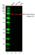 Anti Heat Shock Protein 70 Antibody, clone C92F3A-5 thumbnail image 1
