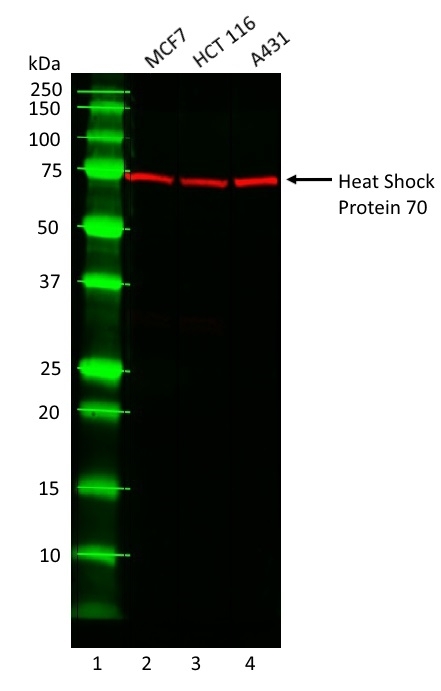 Anti Heat Shock Protein 70 Antibody, clone C92F3A-5 gallery image 1