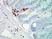 Anti Heat Shock Protein 70 Antibody, clone C92F3A-5 thumbnail image 2
