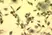 Anti Heat Shock Protein 70 Antibody, clone C92F3A-5 thumbnail image 3