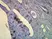 Anti Heat Shock Protein 70 Antibody, clone C92F3A-5 thumbnail image 4
