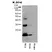 Anti Human Hemoglobin Antibody, clone AbD05988 thumbnail image 1