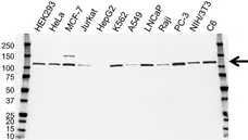 Anti Hexokinase 1 Antibody, clone 7A7 (PrecisionAb Monoclonal Antibody) gallery image 1