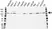 Anti Hexokinase 1 Antibody, clone 7A7 (PrecisionAb Monoclonal Antibody) thumbnail image 1
