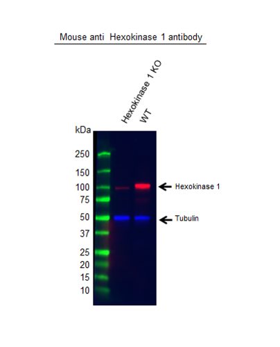 Anti Hexokinase 1 Antibody, clone 7A7 (PrecisionAb Monoclonal Antibody) gallery image 2
