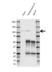 Anti Hexokinase 1 Antibody, clone 7A7 (PrecisionAb Monoclonal Antibody) thumbnail image 4