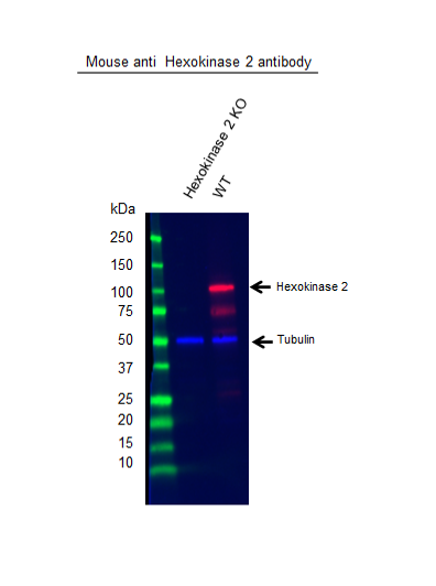 Anti Hexokinase 2 Antibody, clone OTI4C5 (PrecisionAb Monoclonal Antibody) gallery image 2