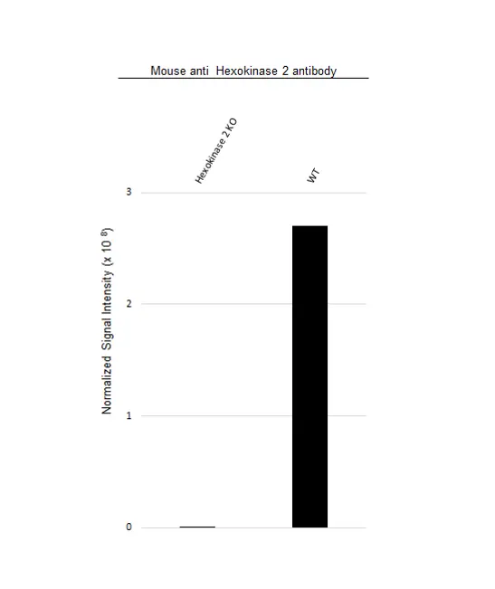 Anti Hexokinase 2 Antibody, clone OTI4C5 (PrecisionAb Monoclonal Antibody) gallery image 3