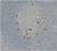 Anti Human HIF1 Alpha Antibody, clone Halpha111a thumbnail image 1