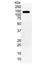 Anti Human HIF1 Alpha Antibody, clone Halpha111a thumbnail image 2