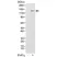 Anti HIF1 Alpha Antibody, clone RM242 thumbnail image 1
