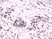 Anti HIF1 Alpha Antibody, clone RM242 thumbnail image 1