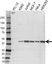 Anti HIF1AN Antibody, clone HIF 162c (PrecisionAb Monoclonal Antibody) thumbnail image 1