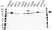 Anti HIF2 Alpha Antibody (PrecisionAb Monoclonal Antibody) thumbnail image 1