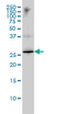 Anti Human High Mobility Group Protein B1 Antibody, clone 1D5 thumbnail image 1