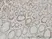 Anti Human High Mobility Group Protein B1 Antibody, clone 1E6-E10 thumbnail image 1