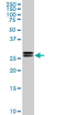 Anti Human High Mobility Group Protein B2 Antibody, clone 3E5 thumbnail image 1