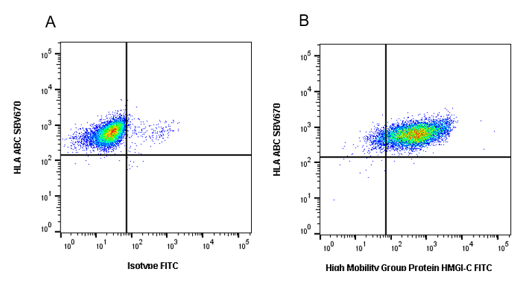 Anti High Mobility Group Protein HMGI-C Antibody (PrecisionAb Monoclonal Antibody) gallery image 2