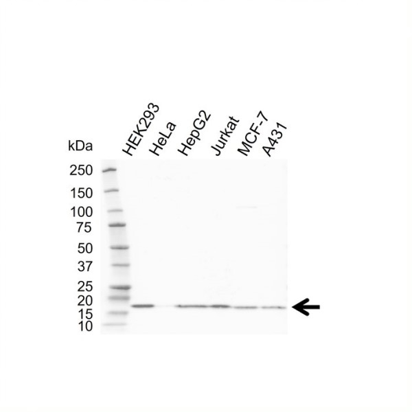 Anti HIST2H2BE Antibody, clone 10G12-2C12 (PrecisionAb Monoclonal Antibody) gallery image 1