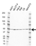 Anti Histone Deacetylase 3 Antibody, clone E04/3H10 (PrecisionAb Monoclonal Antibody) thumbnail image 1