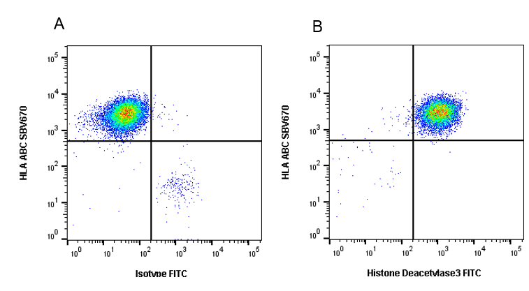 Anti Histone Deacetylase 3 Antibody, clone E04/3H10 (PrecisionAb Monoclonal Antibody) gallery image 2